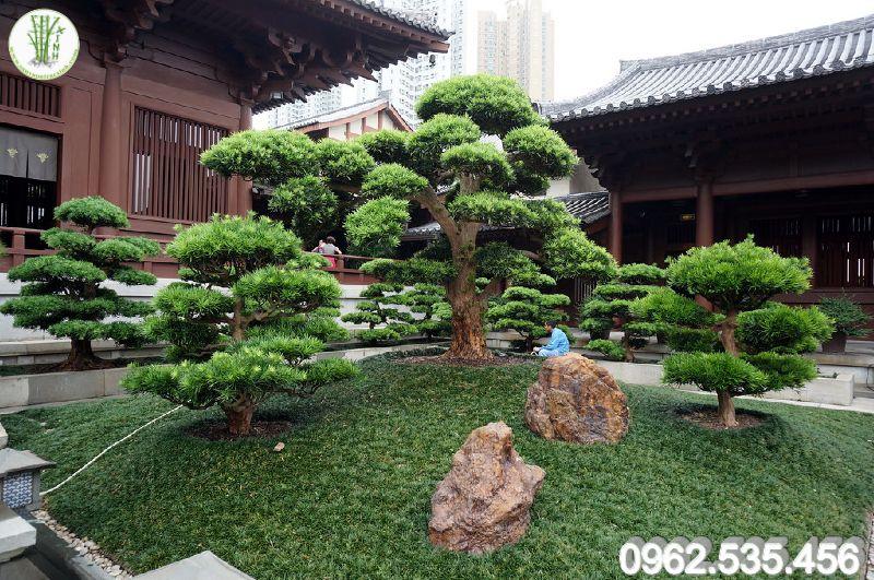 Trồng cây Tùng La Hán trong sân vườn Nhật Bản