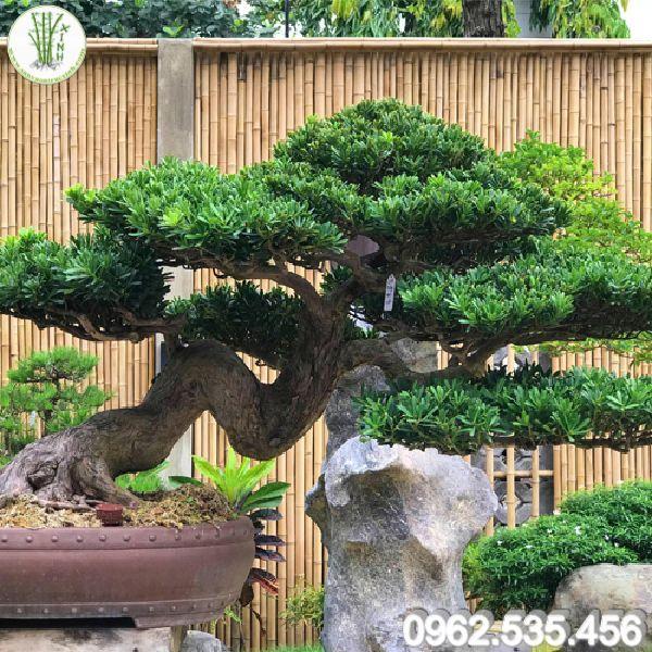 Ấn tượng với chậu Tùng La Hán bonsai đẹp