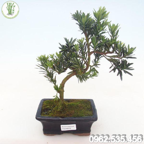 Mẫu chậu Vạn Niên Tùng bonsai mini 1