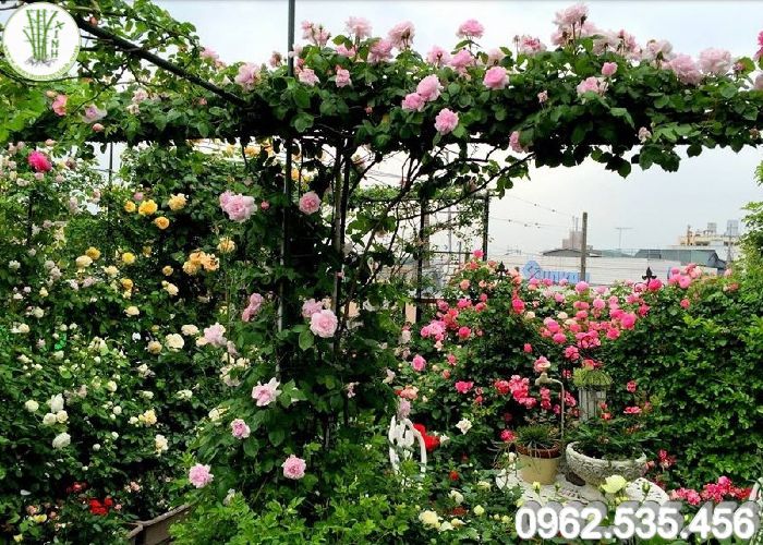 Vườn hoa hồng trên sân thượng cho những ai yêu sự lãng mạn