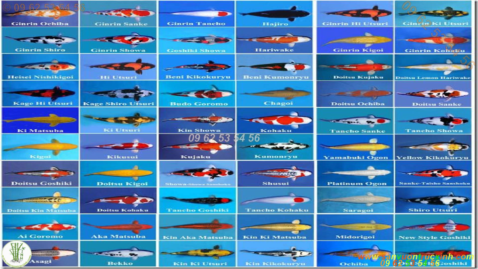 Bảng tên danh sách cá Koi Nhật