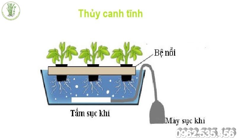 4 mô hình trồng rau thủy canh phố biến tại Việt Nam  HACHI  Nông Nghiệp  Thông Minh