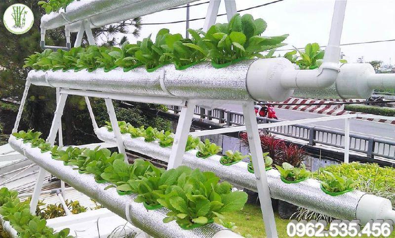 Mô hình trồng rau thủy canh hồi lưu tại các đảo  Lisado Việt Nam