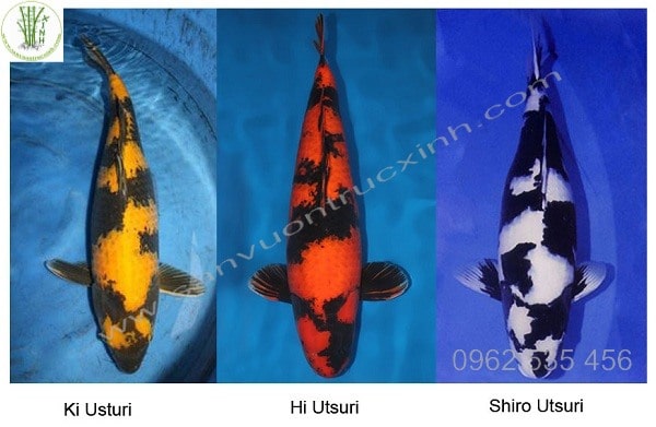 Cá koi Utsuri