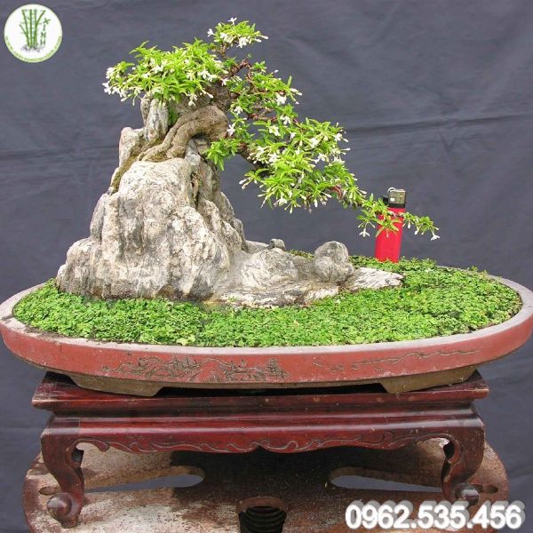 Tiểu cảnh non bộ kết hợp bonsai đắp rêu