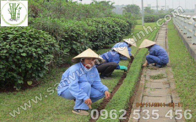 Bảo trì cắt tỉa thay thế cây cỏ