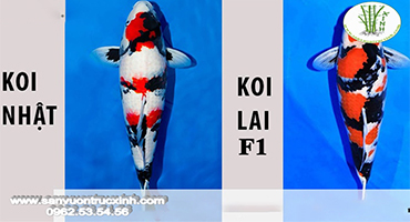 Cá Koi F1 Là Gì? Cách Phân Biệt Cá Koi F1 Và Cá Koi Nhật