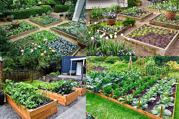 thiết kế sân vườn với vườn rau xanh